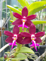 Image result for Rhynchosia tricuspidata