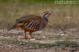 Image result for Alectoris rufa