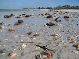 Shells On Fort Desoto Beach Was Here In The 4th Grade Florida Travel Destinations Florida Travel Vacation Activities