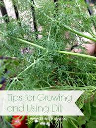 Tips For Growing And Using Dill Planting Herbs Herbs Types Of Herbs