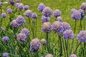 Image result for Alliaceae