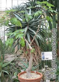 Image result for Obetia