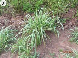 Image result for Lasiodiscus mannii