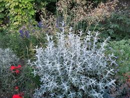 Buddleja Morning Mist Silver Anniversary Butterfly Bush Buddleja 39silver Anniversary39 Bred By Peter Moore Garden Stairs Unique Plants Mists