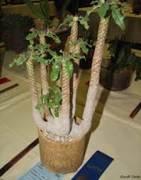 Image result for Dorstenia cuspidata