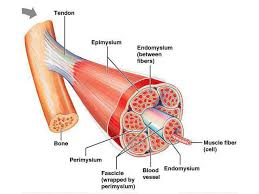 When one muscle in a pair contracts, to bend a joint for human body homepage the body homepage interactive body muscles game facts and features muscle anatomy diagram. Pumpone Com Top 5 Strongest Muscles In The Body