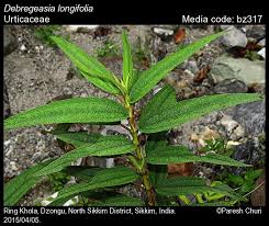Image result for Urticaceae