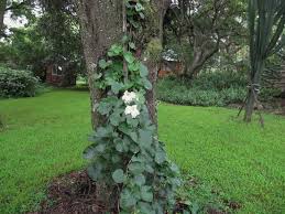 Image result for Ipomoea albivenia