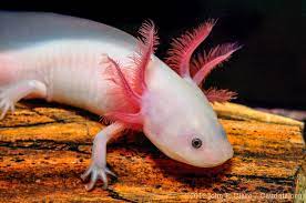The name axolotl comes from the aztec language, nahuatl. Axolotl Encyclopedia Of Life