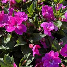 Image result for Impatiens salpinx