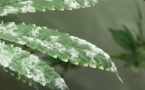 Understanding Vapor Pressure Deficit High Times