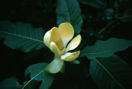 Magnolia Classification Gwillimia