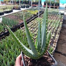 Image result for Aloe arborescens