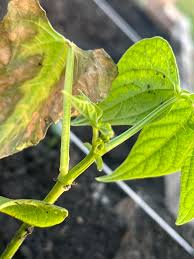 Image result for BLACKFLY ON TOMATO PLANTS