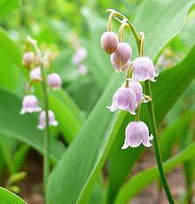 Some of the technologies we use are necessary for critical functions like security and site integrity, account. Lily Of The Valley Wikipedia
