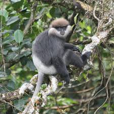 Image result for Streptocarpus montis-bingae