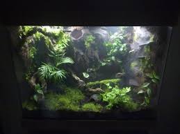 Dart Frog Tank Build Reptile Forums Frog Tank Dart Frog Tank Frog Terrarium