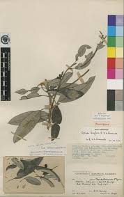 Image result for Ozoroa engleri