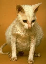 Fip in cats is transmitted through saliva or cat feces, so its best to separate any cat you believe may have fip from other cats. Feline Infectious Peritonitis In Cats Vetlexicon Felis From Vetlexicon Definitive Veterinary Intelligence