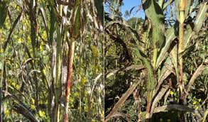 Image result for Guizotia scabra