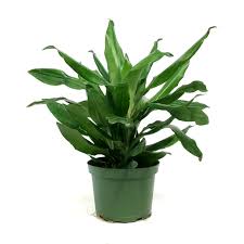Image result for Dracaena steudneri