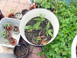 Image result for Aeollanthus repens