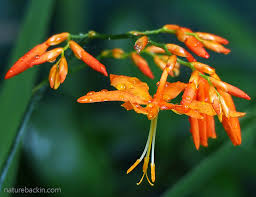 Image result for Aneilema dregeanum