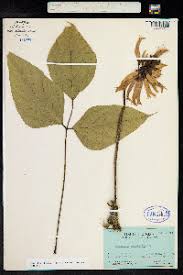 Image result for Erythrina sacleuxii