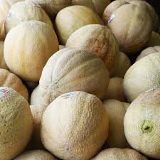 Image result for Cucumis melo