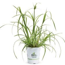 Image result for Cyperus sp. no. 1