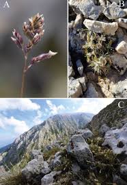 Image result for Isoglossa darbyshirei