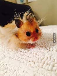Baby Hamster Has A Bad Hair Day Cute Hamsters Baby Hamster Cute Funny Animals