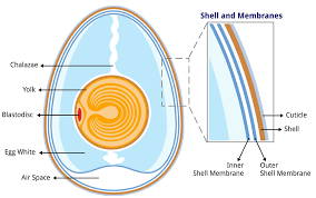 Add personalized or branded labels to your pulp, plastic, or styrofoam egg carton containers. The Anatomy Of An Egg