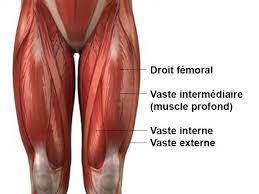 Anatomie, musculation, étirements, blessures… le quadriceps fémoral est un muscle volumineux situé à la partie antérieure de la cuisse. Anatomie De La Jambe Fitness Heroes