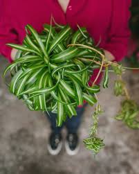 Planta Para Dormitorio In 2020