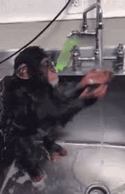 How can i be you?! Monkey Bath Gifs Tenor