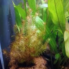 Image result for Limnophila fluviatilis