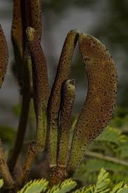 Image result for Acacia hebeclada