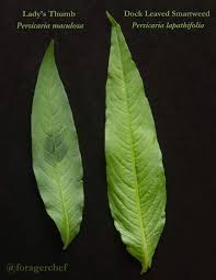 Image result for Persicaria lapathifolia