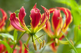Image result for Gloriosa