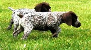 Greater twin cities dalmatian club: German Shorthair Pointer German Shorthair Pointer Puppies Ch Vjk Berihill Bolero Pointer Puppies German Shorthaired Pointer German Shorthaired Pointer Black