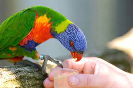 Parrot Food Parrots Guide Omlet Uk