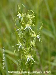 Image result for Holothrix villosa