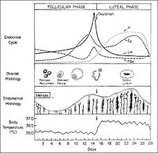 The Normal Menstrual Cycle And The Control Of Ovulation