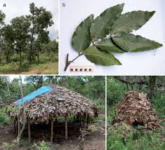 Image result for Isoberlinia