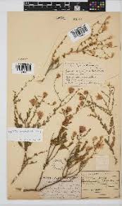 Image result for Pegolettia retrofracta