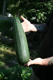 Image result for large zucchini pics