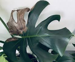 Burnt Monstera Monstera Plant Leaves Plants