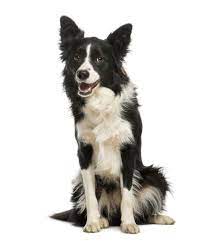 Border Collies For Sale Adopt Border Collie Puppies For Sale Online Vip Puppies Dog Breeds Dog Breeds Medium Family Dogs Breeds