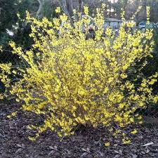 This rare form of texas yucca is a delight in the garden and is especially true when used as a companion plant for other red ('straight up red') and coral ('coral glow') selections. Fast Growing Forsythia Bushes Bring Summer Color To The Garden